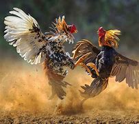 Foto Orang Sabung Ayam